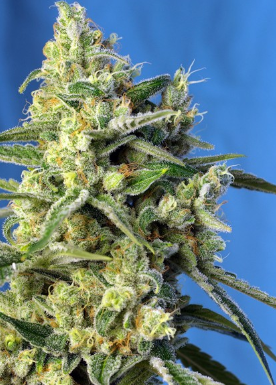 Amnesia Haze